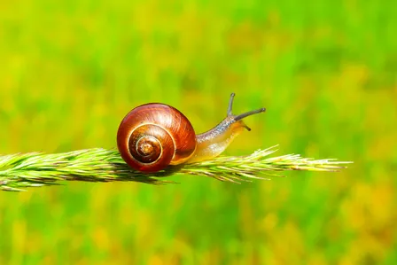 Photo of a snail on a green stalk, with a blurry green background, sourced from https://www.degrowth.network/