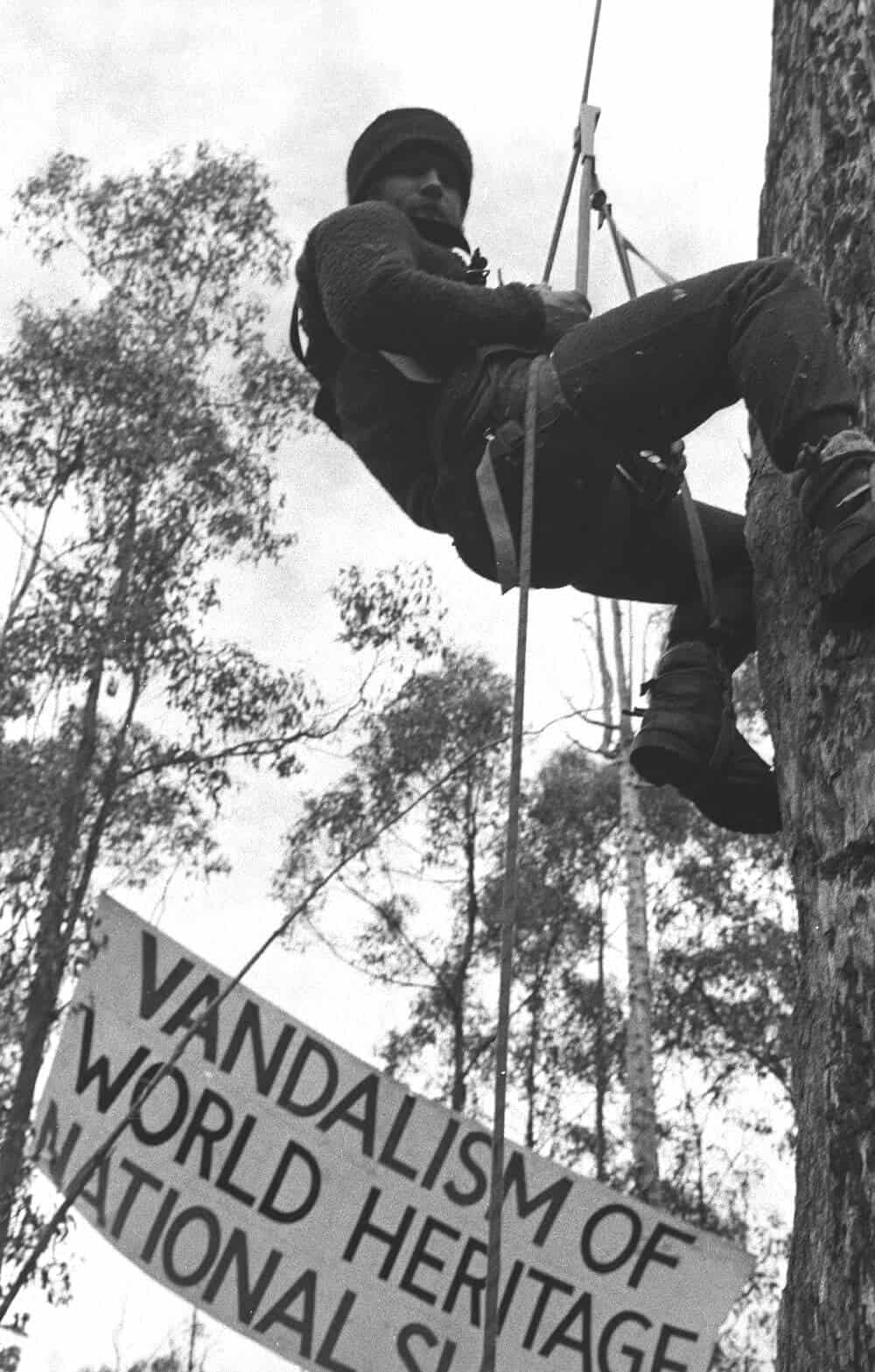 Tree climber, Alec Marr, hanging from a tree with rope climbing equipment with a banner that says Vandalism of World Heritage National ...