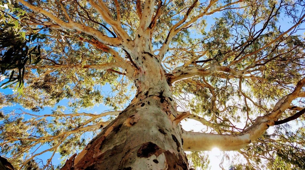 Looking up a big, old gum tree