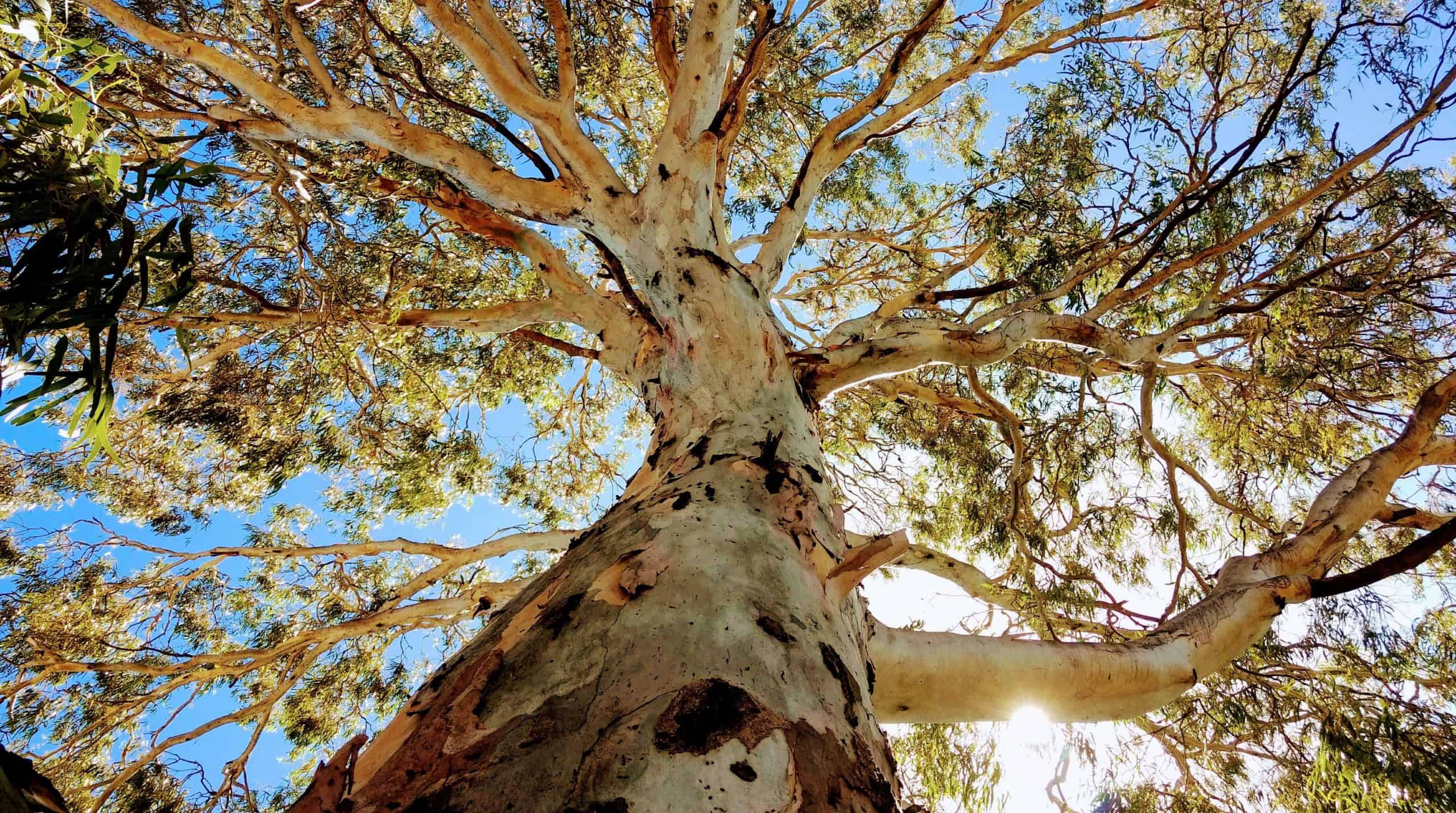 Looking up a big gum tree