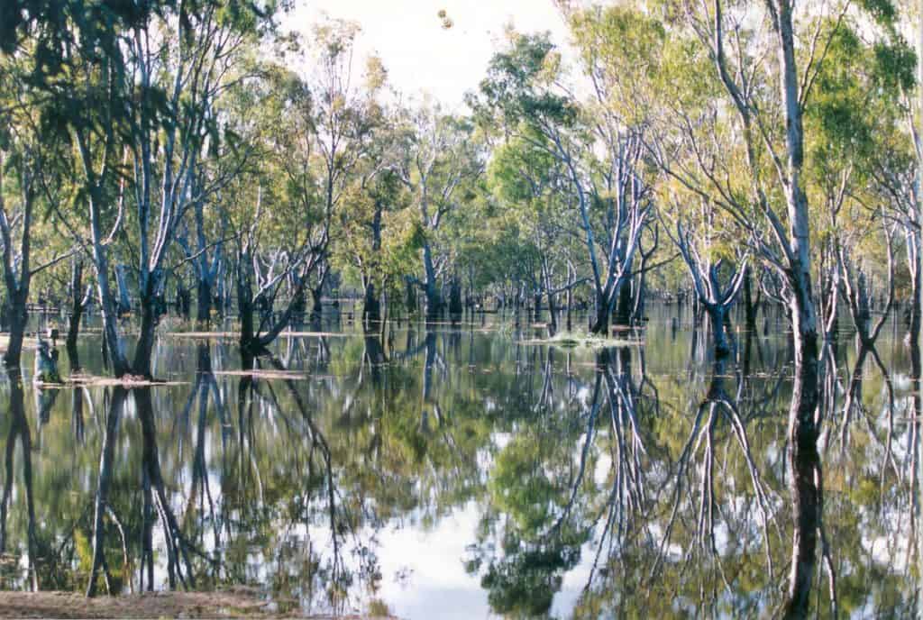 Photograph of River Red Gum trees submerged in water.