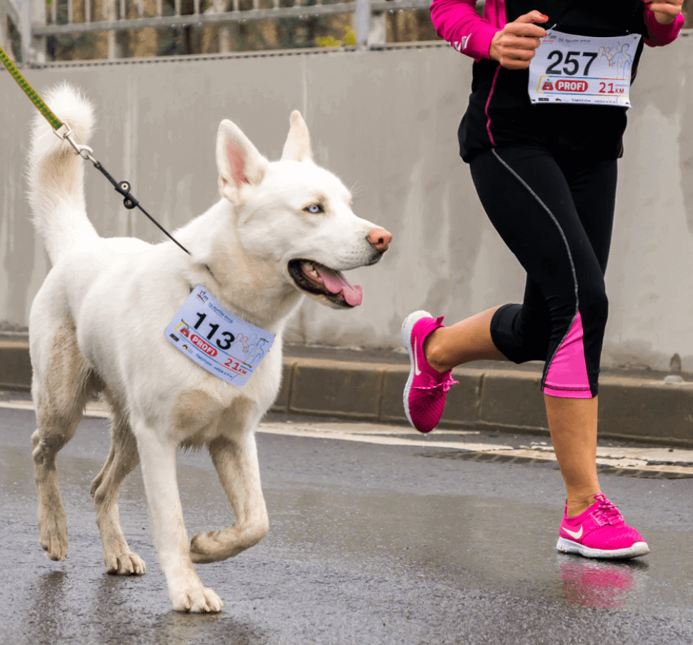 dog and person running in charity marathon