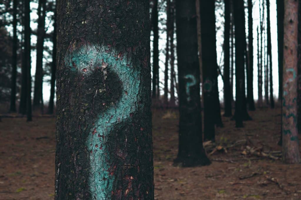 Trees in a forest with question marks painted on their trunks