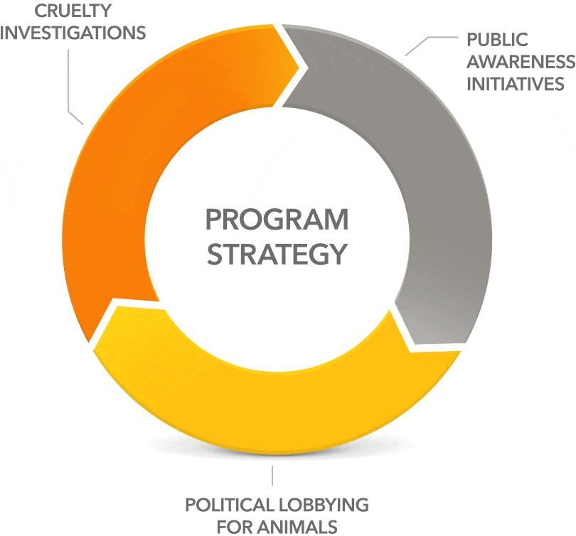 Diagram showing three arrows in a circle: Cruelty investigations > Public awareness initiatives > Political lobbying for animals