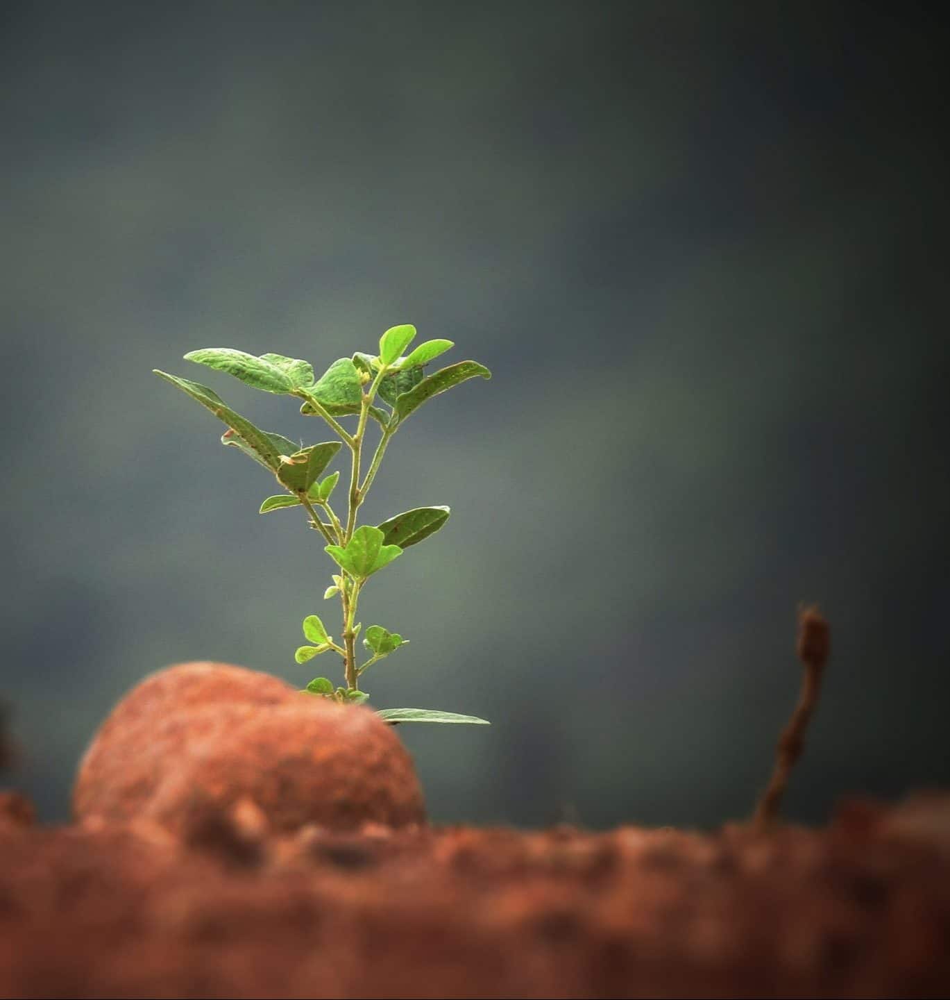 seedling growing out of reddish soil